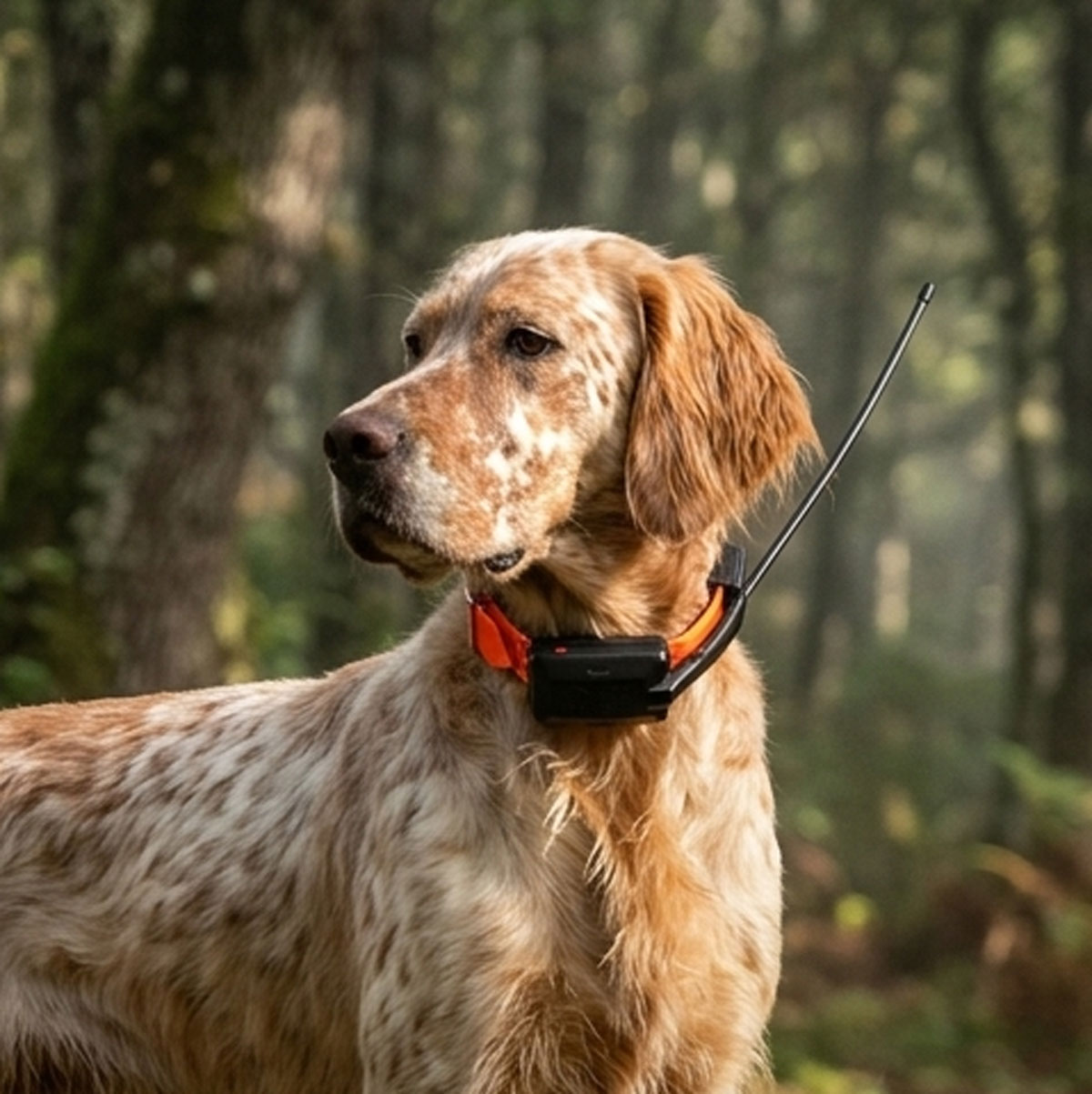 collares localizadores para perros de caza en armería reclamo, ourense